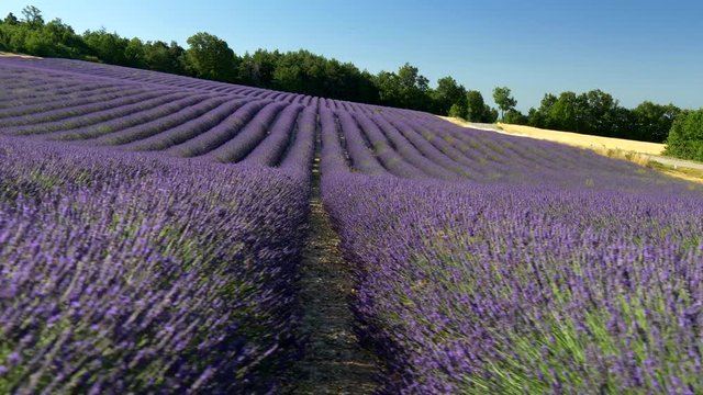 Camera moving along blooming lavender field. Provence, France. 4K, UHD 