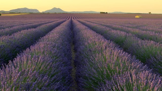 Blooming lavender field at sunset. Provence, France. 4K, UHD