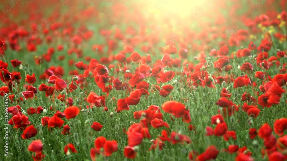 Poster the flowering poppy field swayed from the wind. slow motion shot.