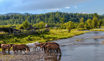 herd of horses at the watering