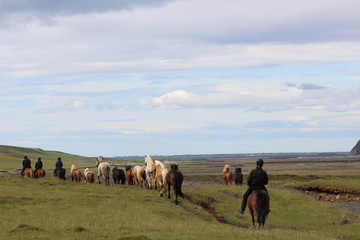 Icelandic Horse Herd