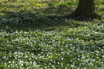 flowers with white blossoms in the meadow
