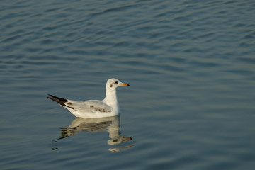 seagull swimming on the water surface