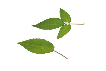 green leaf isolated on white background