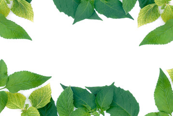 green leaves border on white background