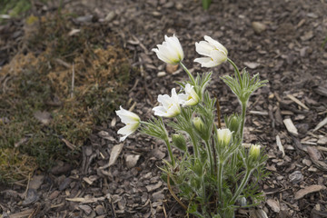 white Pulsatilla alpina blossom