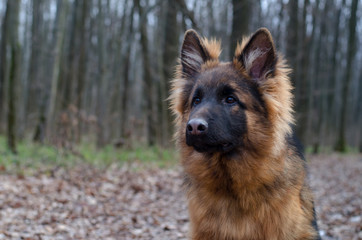 Portrait of Young Fluffy German Shepherd Dog in the Forest. Walks With a Pets Outdoor.
