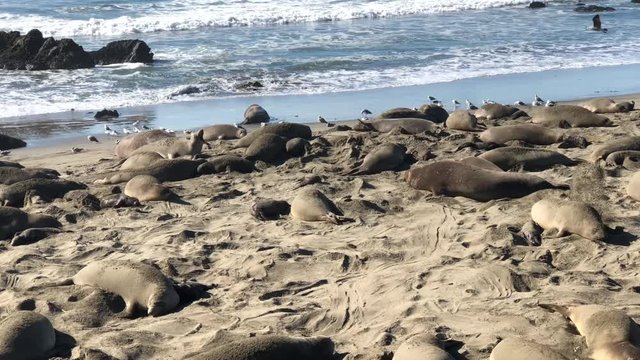 4K HD Video of many Elephant Seals, adults and pups on a beach in California. Elephant seals take their name from the large proboscis of the adult male (bull), which resembles an elephant's trunk.
