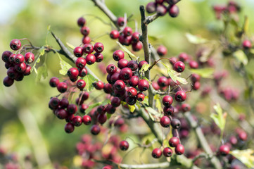 Crataegus laevigata red ripened fruits on branches, autumn nature