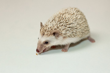 Hedgehog eat food