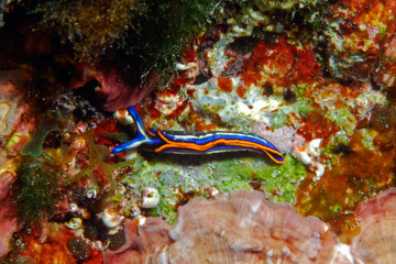 Thuridilla hopei 846_164, molusco opistrbranquio