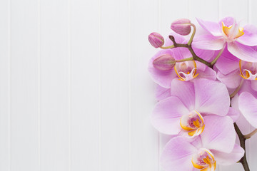 Pink orchid flower on a white wood textured background, space for a text.