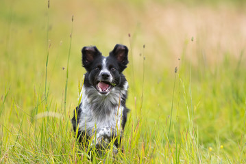 Happy dog running 