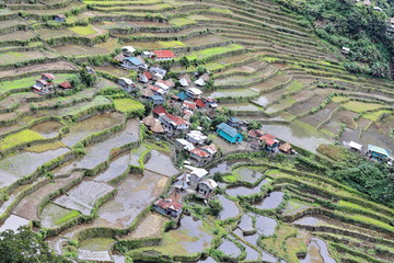 Batad village-rice terraces seen from the lodges area. Banaue-Ifugao-Luzon-Phlippines. 0131