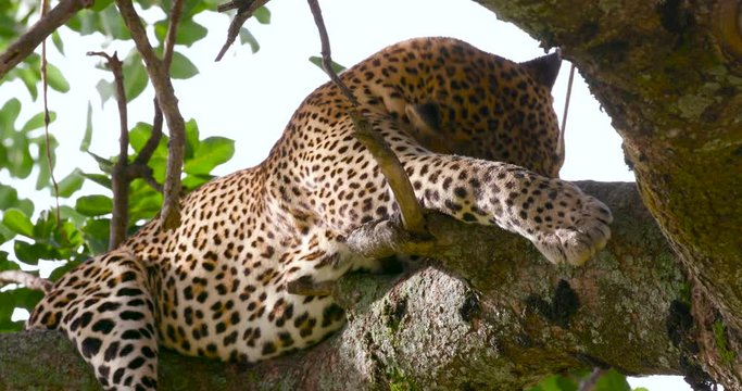 Leopard Stretching In Tree; Maasai Mara Day 4; Maasai Mara, Kenya, Africa