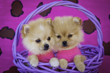 Two Pomeranian Puppies Wearing Hot Pink Shirts in a Purple Basket in Front of a Pink Leopard Print Background
