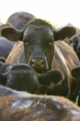 cow closeup