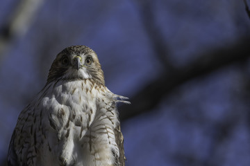 close up of a hawk in the woods horizontal view with room for text to the right