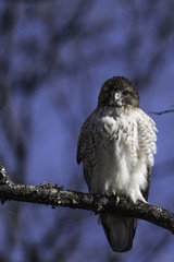 hawk on a branch in the woods facing the camera