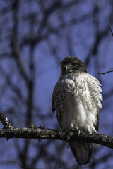 hawk on a branch in the woods with head turned to the left vertical view