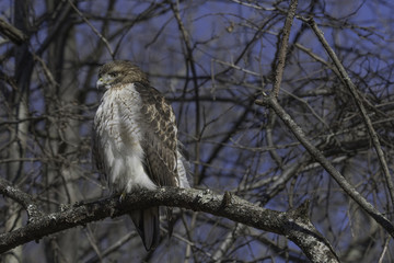 side view of a hawk on a branch in the woods horizontal view