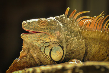 Fototapeta premium Portrait of an Iguana on a Rock
