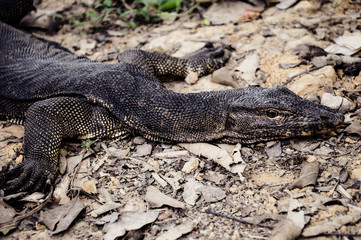 Monitor Lizard Taking the Sun on the Soil