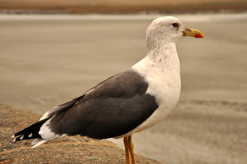Portrait of a Seagull at the Seaside