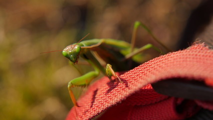 Close up di Mantide religiosa