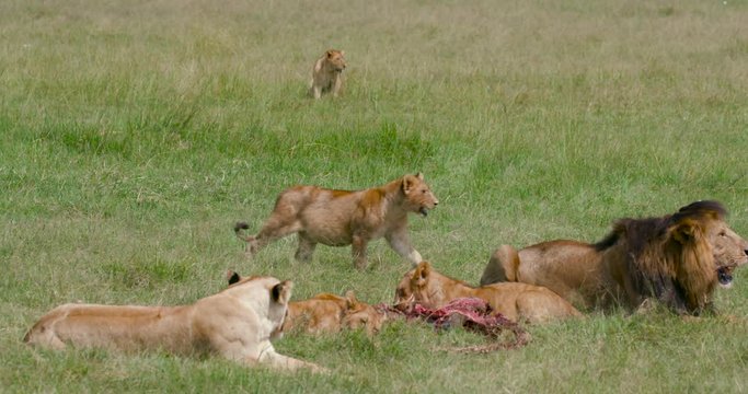 Lioness, Lion Cubs & Male Lion With Kill; Maasai Mara Day 2; Maasai Mara, Kenya, Africa