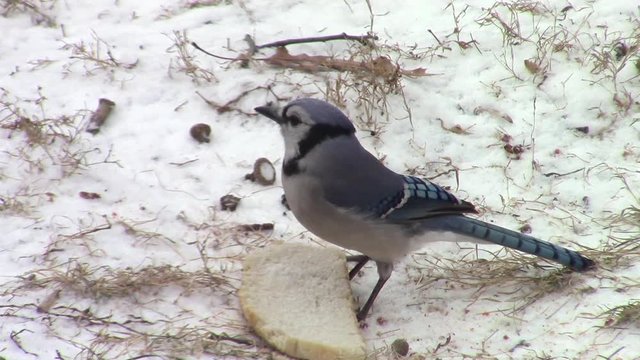 blue jay pecking at food in the snow