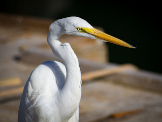 Great Egret in Summer