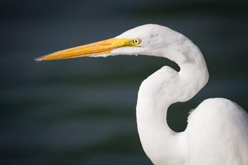 Great Egret in Summer