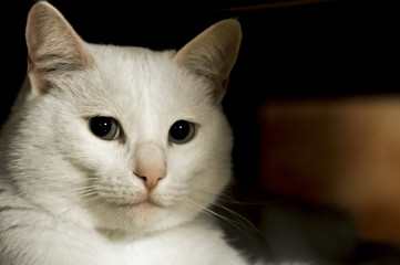 White cat | European domestic animal | ITALY