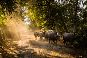 life country in the North-Eastern of Thailand, buffaloes walking home at dusk, Chumphaung, Nakhon Ratchasima, Thailand