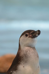 フンボルトペンギン