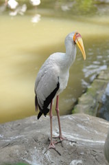 Stork