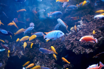 Fototapeta na wymiar pseudotropheus greshakeiin aquarium