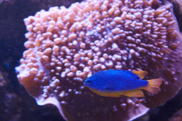 Chrysiptera. Blue fish with orange bottom.
