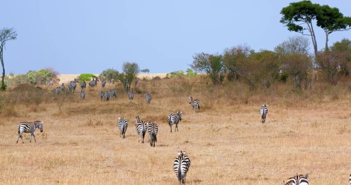 Burchell'S Zebra'S Walking; Maasai Mara 6 Sept Pm; Maasai Mara, Kenya, Africa