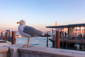 Seagull with the San Marco basin in the background, Venice, Italy