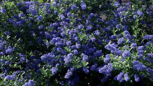 Ceanothus, Dark Star Shrub; Garden Flowers; Scarborough, North Yorkshire, England