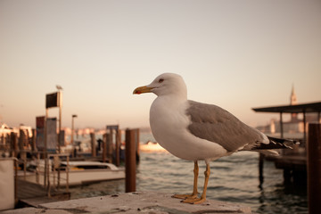 Fototapeta na wymiar Seagull with the San Marco basin in the background, Venice, Italy