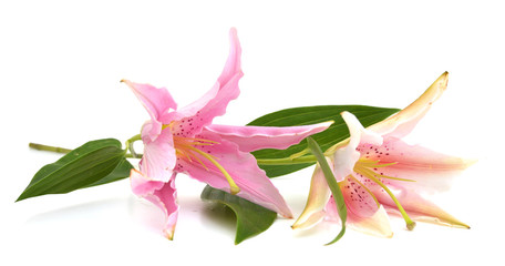 Two pink lily flowers isolated on white background