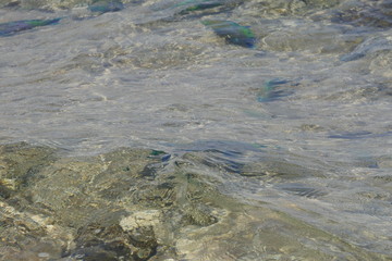 Coloured fish from the surface of the Red sea