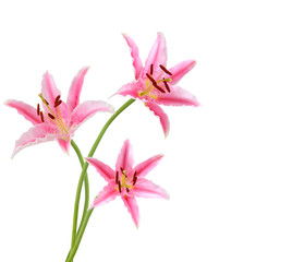 Obraz na płótnie Canvas Three pink lily flowers. Isolated on white background
