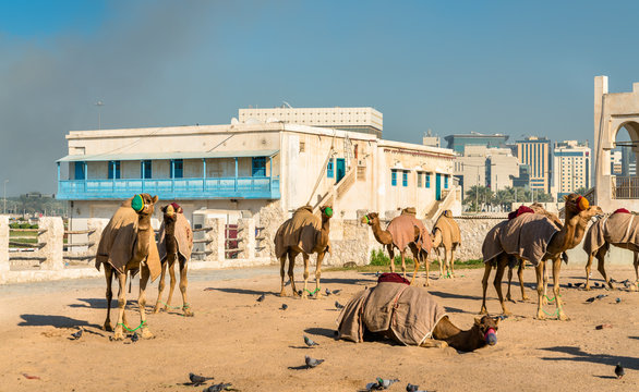 Camel market at Souq Waqif in Doha, Qatar