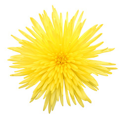 Yellow chrysanthemum flower with leaf