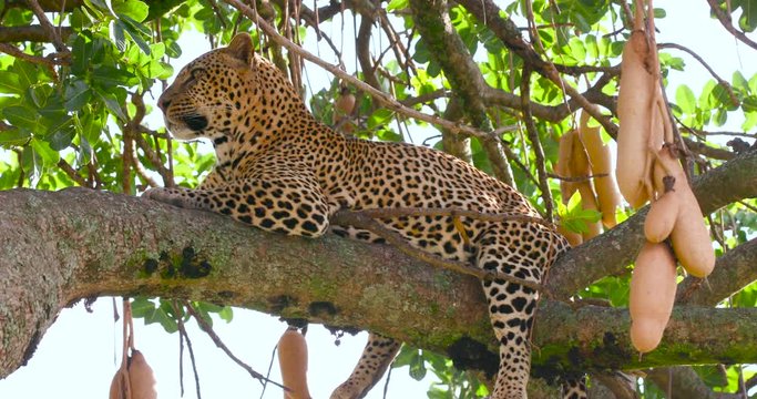 Leopard Laid In Sausage Tree; Maasai Mara Day 4; Maasai Mara, Kenya, Africa