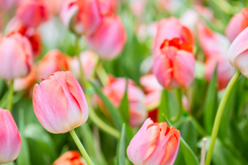pink tulip in garden